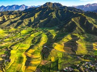 Wheat fields are glowing at sunset under the Qilian Mountains in Zhangye, China, on July 31, 2024. (