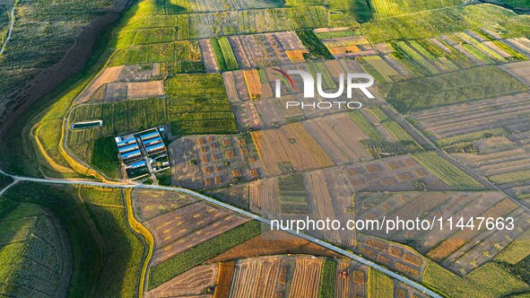 Wheat fields are glowing at sunset under the Qilian Mountains in Zhangye, China, on July 31, 2024. 