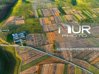 Wheat fields are glowing at sunset under the Qilian Mountains in Zhangye, China, on July 31, 2024. (