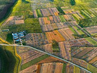 Wheat fields are glowing at sunset under the Qilian Mountains in Zhangye, China, on July 31, 2024. (