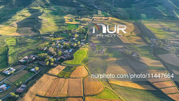 Wheat fields are glowing at sunset under the Qilian Mountains in Zhangye, China, on July 31, 2024. 