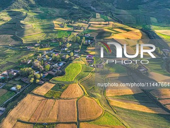 Wheat fields are glowing at sunset under the Qilian Mountains in Zhangye, China, on July 31, 2024. (