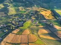 Wheat fields are glowing at sunset under the Qilian Mountains in Zhangye, China, on July 31, 2024. (