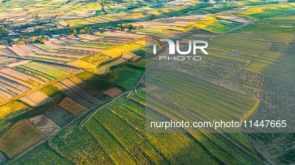 Wheat fields are glowing at sunset under the Qilian Mountains in Zhangye, China, on July 31, 2024. 