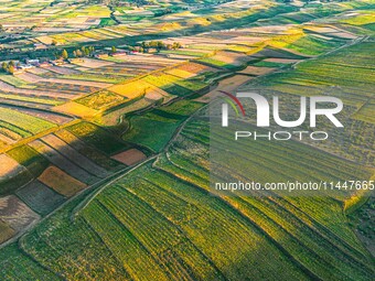 Wheat fields are glowing at sunset under the Qilian Mountains in Zhangye, China, on July 31, 2024. (