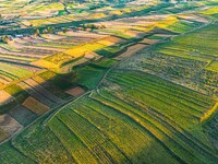 Wheat fields are glowing at sunset under the Qilian Mountains in Zhangye, China, on July 31, 2024. (