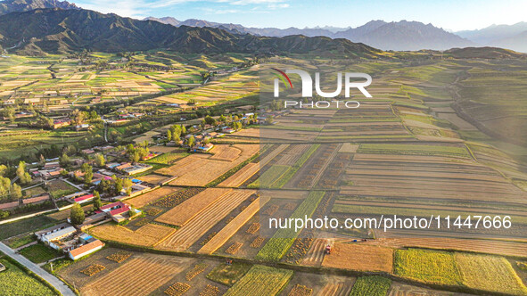 Wheat fields are glowing at sunset under the Qilian Mountains in Zhangye, China, on July 31, 2024. 