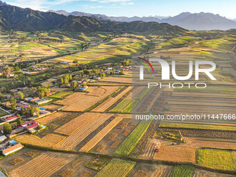 Wheat fields are glowing at sunset under the Qilian Mountains in Zhangye, China, on July 31, 2024. (