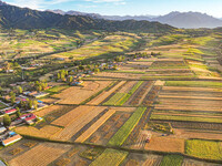 Wheat fields are glowing at sunset under the Qilian Mountains in Zhangye, China, on July 31, 2024. (