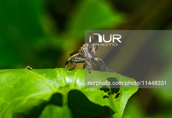 A common robber fly in the tribe Asilini, subfamily Asilinae, is hunting and eating flies in Tehatta, West Bengal, India, on July 31, 2024. 