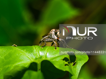 A common robber fly in the tribe Asilini, subfamily Asilinae, is hunting and eating flies in Tehatta, West Bengal, India, on July 31, 2024....