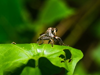 A common robber fly in the tribe Asilini, subfamily Asilinae, is hunting and eating flies in Tehatta, West Bengal, India, on July 31, 2024....