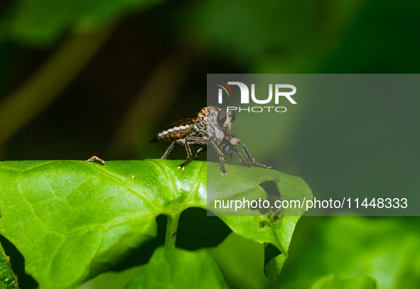 The Asilidae Are The Robber Fly Family, Also Called Assassin Flies. They Are Powerfully Built, Bristly Flies With A Short, Stout Proboscis E...