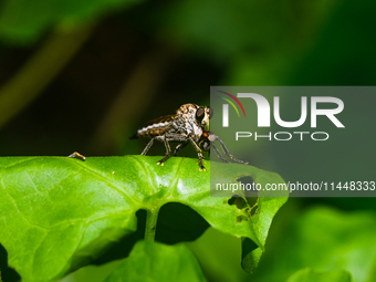 The Asilidae Are The Robber Fly Family, Also Called Assassin Flies. They Are Powerfully Built, Bristly Flies With A Short, Stout Proboscis E...