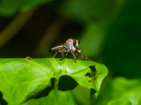 The Asilidae Are The Robber Fly Family, Also Called Assassin Flies. They Are Powerfully Built, Bristly Flies With A Short, Stout Proboscis E...