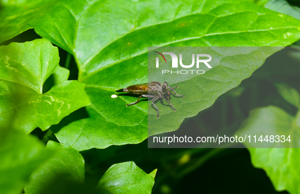 The Asilidae Are The Robber Fly Family, Also Called Assassin Flies. They Are Powerfully Built, Bristly Flies With A Short, Stout Proboscis E...