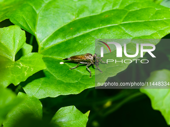 The Asilidae Are The Robber Fly Family, Also Called Assassin Flies. They Are Powerfully Built, Bristly Flies With A Short, Stout Proboscis E...