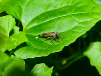 The Asilidae Are The Robber Fly Family, Also Called Assassin Flies. They Are Powerfully Built, Bristly Flies With A Short, Stout Proboscis E...