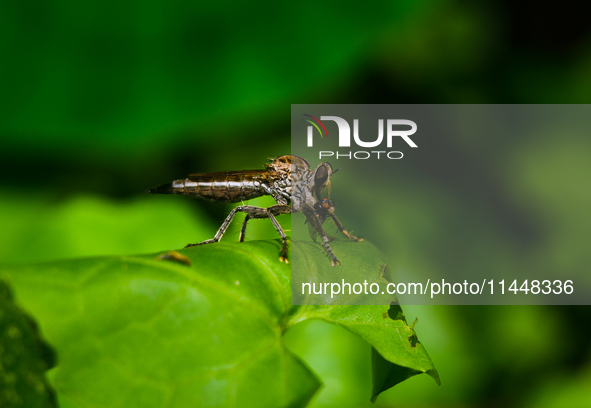 The Asilidae Are The Robber Fly Family, Also Called Assassin Flies. They Are Powerfully Built, Bristly Flies With A Short, Stout Proboscis E...