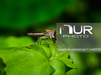 The Asilidae Are The Robber Fly Family, Also Called Assassin Flies. They Are Powerfully Built, Bristly Flies With A Short, Stout Proboscis E...