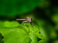 The Asilidae Are The Robber Fly Family, Also Called Assassin Flies. They Are Powerfully Built, Bristly Flies With A Short, Stout Proboscis E...