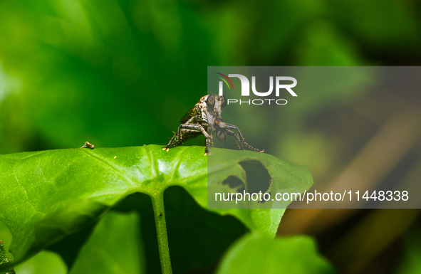 The Asilidae Are The Robber Fly Family, Also Called Assassin Flies. They Are Powerfully Built, Bristly Flies With A Short, Stout Proboscis E...