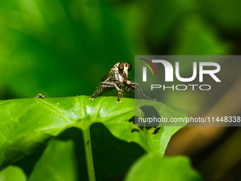 The Asilidae Are The Robber Fly Family, Also Called Assassin Flies. They Are Powerfully Built, Bristly Flies With A Short, Stout Proboscis E...