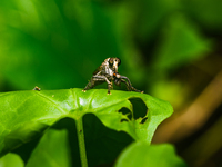 The Asilidae Are The Robber Fly Family, Also Called Assassin Flies. They Are Powerfully Built, Bristly Flies With A Short, Stout Proboscis E...