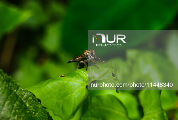 The Asilidae Are The Robber Fly Family, Also Called Assassin Flies. They Are Powerfully Built, Bristly Flies With A Short, Stout Proboscis E...