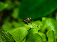 The Asilidae Are The Robber Fly Family, Also Called Assassin Flies. They Are Powerfully Built, Bristly Flies With A Short, Stout Proboscis E...