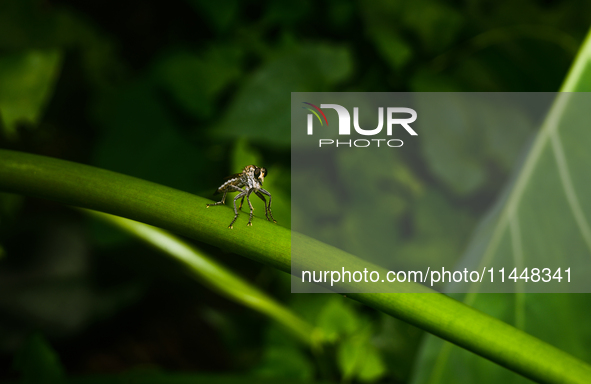 The Asilidae Are The Robber Fly Family, Also Called Assassin Flies. They Are Powerfully Built, Bristly Flies With A Short, Stout Proboscis E...