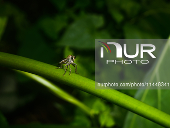 The Asilidae Are The Robber Fly Family, Also Called Assassin Flies. They Are Powerfully Built, Bristly Flies With A Short, Stout Proboscis E...