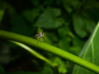 The Asilidae Are The Robber Fly Family, Also Called Assassin Flies. They Are Powerfully Built, Bristly Flies With A Short, Stout Proboscis E...