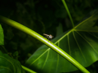 The Asilidae Are The Robber Fly Family, Also Called Assassin Flies. They Are Powerfully Built, Bristly Flies With A Short, Stout Proboscis E...