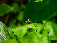 The Asilidae Are The Robber Fly Family, Also Called Assassin Flies. They Are Powerfully Built, Bristly Flies With A Short, Stout Proboscis E...