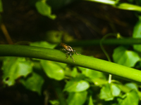 The Asilidae Are The Robber Fly Family, Also Called Assassin Flies. They Are Powerfully Built, Bristly Flies With A Short, Stout Proboscis E...