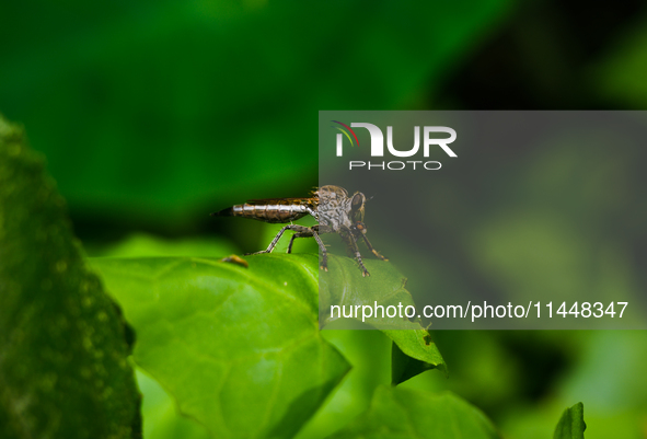 The Asilidae Are The Robber Fly Family, Also Called Assassin Flies. They Are Powerfully Built, Bristly Flies With A Short, Stout Proboscis E...