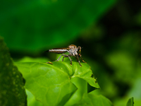 The Asilidae Are The Robber Fly Family, Also Called Assassin Flies. They Are Powerfully Built, Bristly Flies With A Short, Stout Proboscis E...