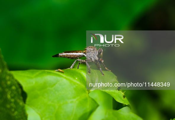 The Asilidae Are The Robber Fly Family, Also Called Assassin Flies. They Are Powerfully Built, Bristly Flies With A Short, Stout Proboscis E...