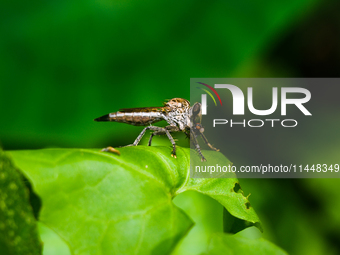 The Asilidae Are The Robber Fly Family, Also Called Assassin Flies. They Are Powerfully Built, Bristly Flies With A Short, Stout Proboscis E...