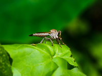 The Asilidae Are The Robber Fly Family, Also Called Assassin Flies. They Are Powerfully Built, Bristly Flies With A Short, Stout Proboscis E...