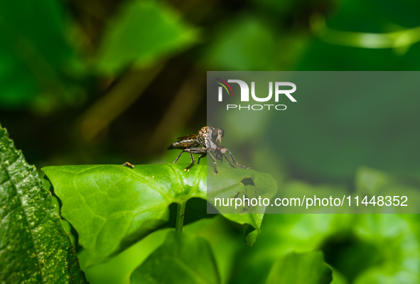 The Asilidae Are The Robber Fly Family, Also Called Assassin Flies. They Are Powerfully Built, Bristly Flies With A Short, Stout Proboscis E...