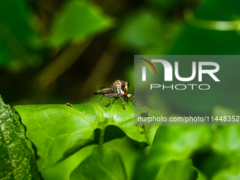 The Asilidae Are The Robber Fly Family, Also Called Assassin Flies. They Are Powerfully Built, Bristly Flies With A Short, Stout Proboscis E...