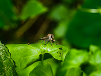 The Asilidae Are The Robber Fly Family, Also Called Assassin Flies. They Are Powerfully Built, Bristly Flies With A Short, Stout Proboscis E...