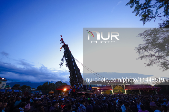 Nepali devotees are performing rituals and making offerings to the Red God, Rato Macchindranath, after it is installed at the resting point,...