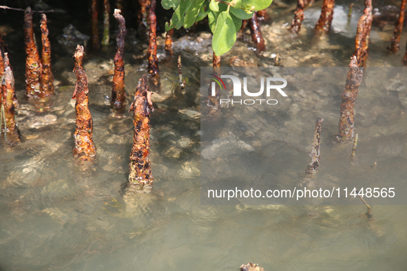 Mangrove roots are being seen along Sambranikodi Island in Kerala, India, on April 06, 2024. Sambranikodi Island is being situated at the so...