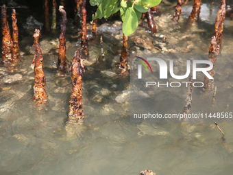 Mangrove roots are being seen along Sambranikodi Island in Kerala, India, on April 06, 2024. Sambranikodi Island is being situated at the so...