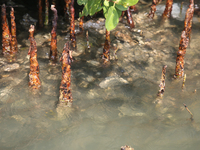 Mangrove roots are being seen along Sambranikodi Island in Kerala, India, on April 06, 2024. Sambranikodi Island is being situated at the so...