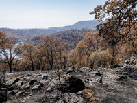 The aftermath of the Thompson Fire is being seen on View Lane in Oroville, Calif., on Sunday, July 31, 2024. Ken and Vivian Elmore of Orovil...