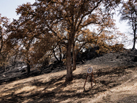 The aftermath from the Thompson Fire is being seen on View Lane in Oroville, Calif., on Sunday, July 31, 2024. Ken and Vivian Elmore of Orov...